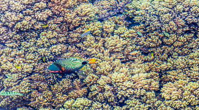 【皇牌玩家】<奧克蘭、羅托魯亞、基督城、蒂卡波、庫(kù)克山、瓦納卡>新西蘭南北島10天繽紛夢(mèng)幻之旅